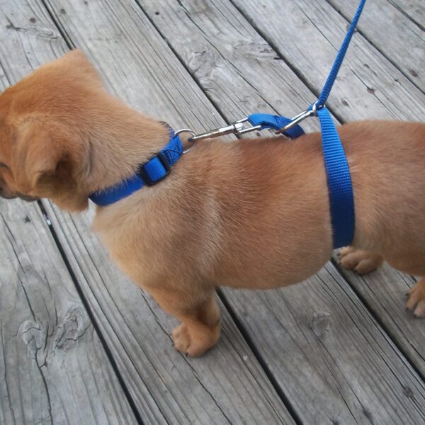The Instant Trainer Leash